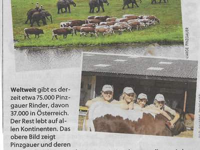 Datei-Vorschaubild - Salzburger-Nachrichten_Museum-zeigt-die-schönsten-Rinder-der-Welt.3_2021.jpg