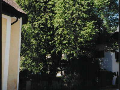 Datei-Vorschaubild - Bergbaumuseum_Kaiserlinde.2_1992.jpg
