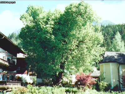 Datei-Vorschaubild - Bergbaumuseum_Kaiserlinde_1985.jpg