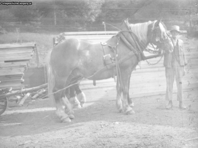 Datei-Vorschaubild - Hartl-Martin_Pferdegespann 7-Füße_1938.jpg